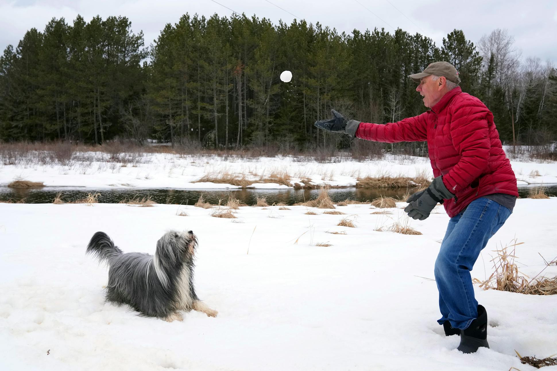 Steve Piragis, owner of Piragis Northwoods Company, played with his dog Jack. The family's previous pet, also a bearded collie, disappeared, probably killed by wolves after the family let the dog out for too long one day. They don't blame the wolves: “It was really our fault and it was really stupid,” Piragis said.