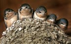 Five baby barn swallows peer out from their nest in the rafters of a horse barn in Chesterland, Ohio.