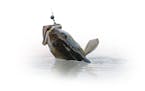 Zander fishing. Walleye fish on hook in water ORG XMIT: MIN2106301308070050