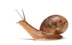 A garden snail.