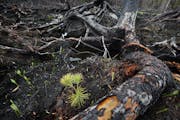 A white Pine seedling takes root near the charred remains of the forest burned in the Greenwood Fire. The Nature Conservancy crews were out all week h