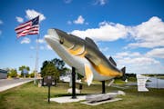 This walleye statue in Baudette is Willie. Not to be confused with Wally, the walleye statue in Garrison.
