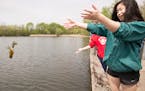 Highland Park High School freshman Sarah Lind-MacMillan, 15, throws fish into Thompson Lake in West St. Paul on Wednesday, May 6, 2015.