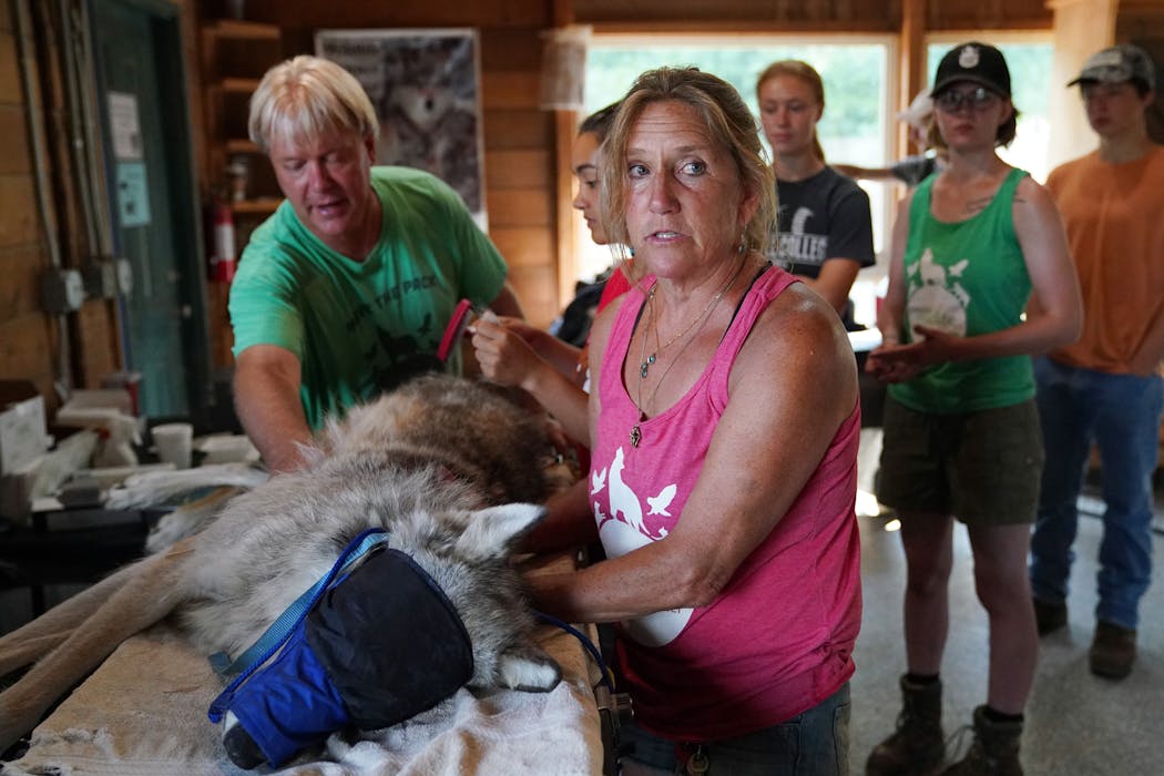 Peggy Callahan handled a sedated gray wolf during a medical check. The director of the Wildlife Science Center finds the extremes of opinions on wolves frustrating. “For some people, the wolf has to be this perfect animal,” she said. “They believe they only eat rats, and they can't kill each other. Then wolf haters are convinced that they are these savage animals.”