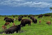 Bison, including calves born this spring, congregated after a storm Monday at Minneopa State Park.