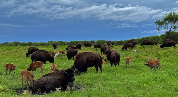Bison, including calves born this spring, congregated after a storm Monday at Minneopa State Park.