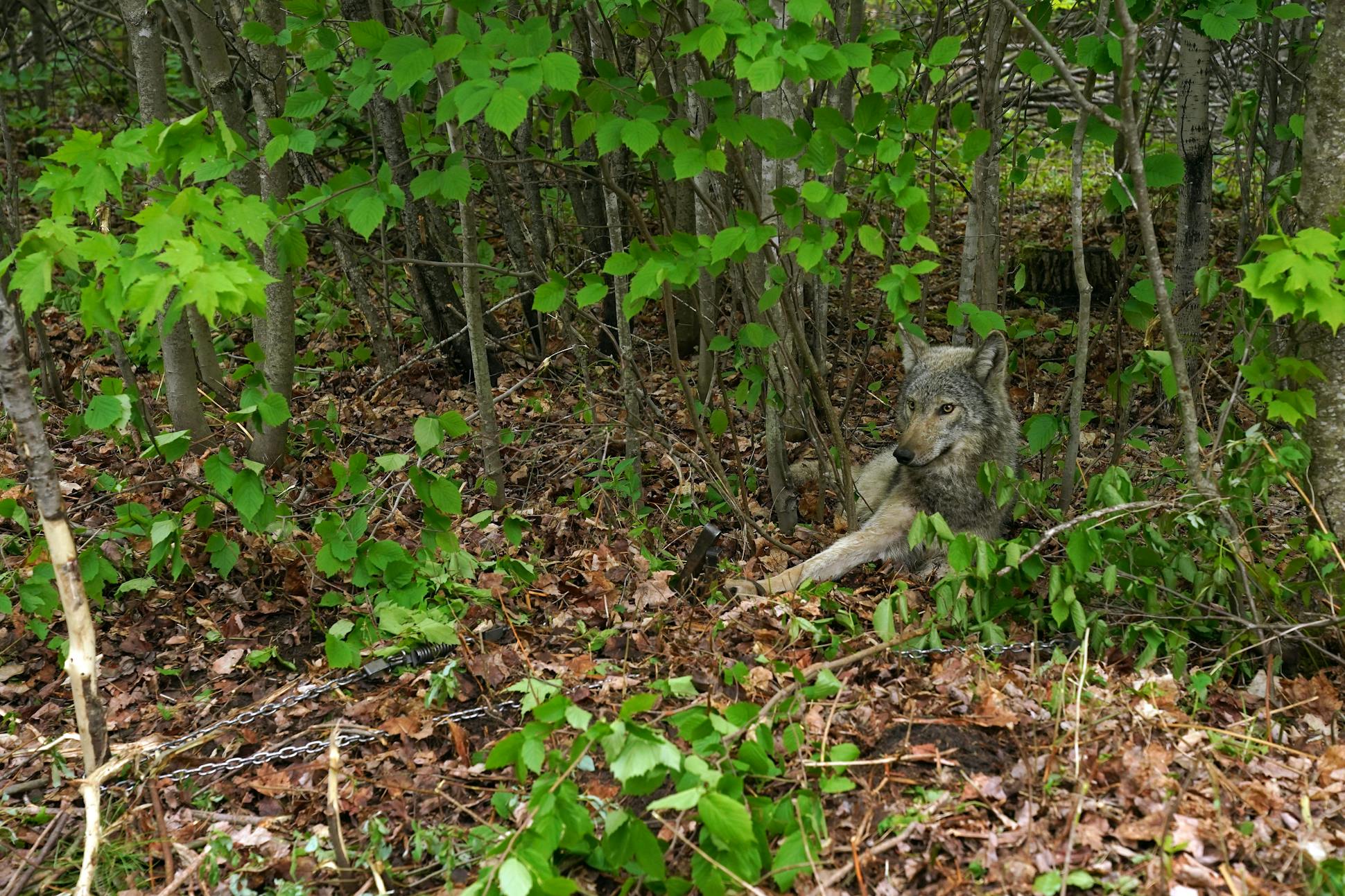 O1T edged as far as possible into the brush as researchers approached the gray wolf, caught in a padded research foot trap, to sedate him and put a GPS collar on him.