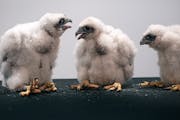 Mayo is marking the 35th anniversary of a program to host a pair of nesting peregrine falcons in Rochester. Four chicks were born in early May.
