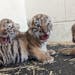 The Minnesota Zoo has three new Amur tiger cubs. The adult female tiger Sundari gave birth to the three on May 8, 2022.