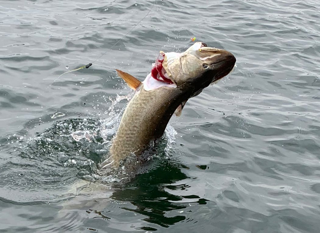 The muskie caught by Paul Schiller.