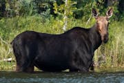 The state’s moose population, whose typical range is in northwestern and northeastern Minnesota, is the largest it has been in more than a decade, a