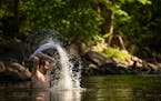 A dip in Minnehaha Creek during recent record-breaking heat in Minneapolis. “Heat domes are common in summer,” writes the Philadelphia Inquirer Ed