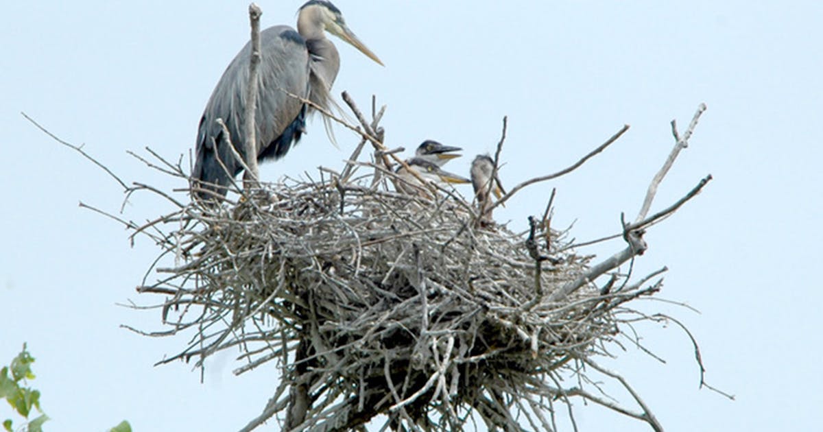 Herons and egrets sometimes share a rookery