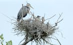 A heron raises three chicks in its rookery nest.
