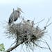 A heron raises three chicks in its rookery nest.