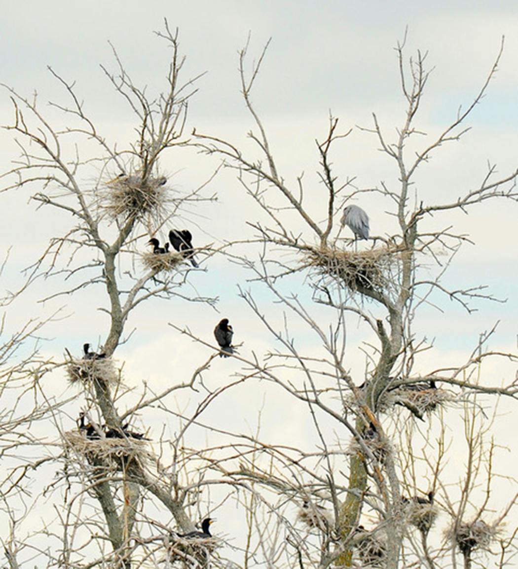 Great blue herons and cormorants share a rookery.