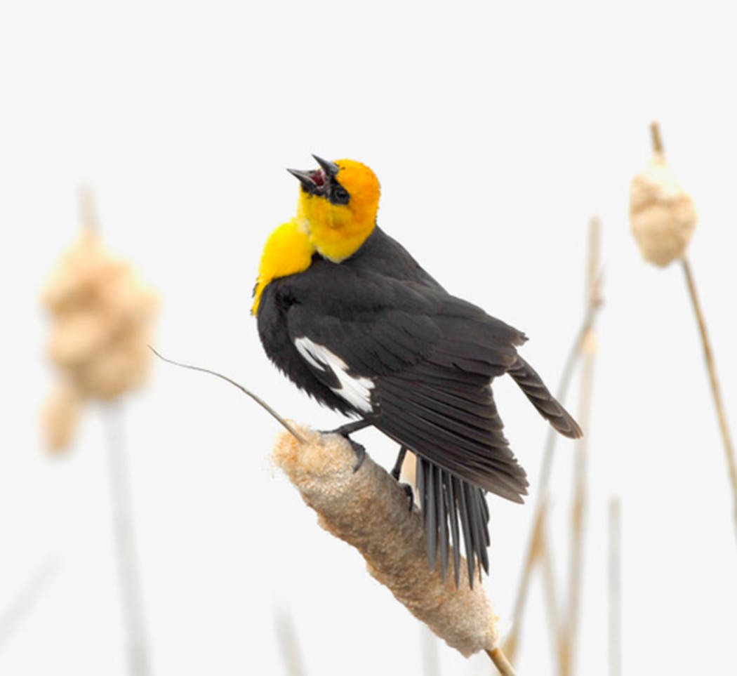 A yellow-headed blackbird. 
