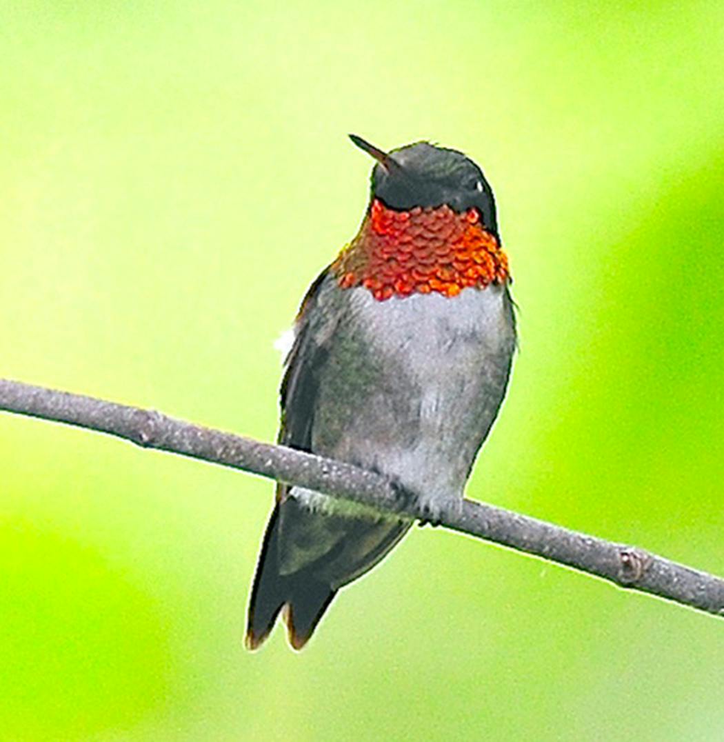 A male ruby-throated hummingbird.