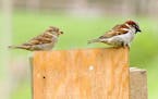 Female and male house sparrows. 