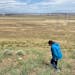 April Aamodt volunteers to help survey for Mormon crickets and fight off infestation on her brother-in-law’s ranch near Arlington, Ore., on Friday, 
