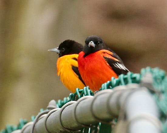 Some orioles are being dyed a brilliant red by the food they eat