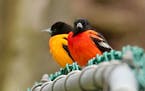 A red oriole perches with a more naturally colored oriole.