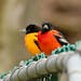 A red oriole perches with a more naturally colored oriole.