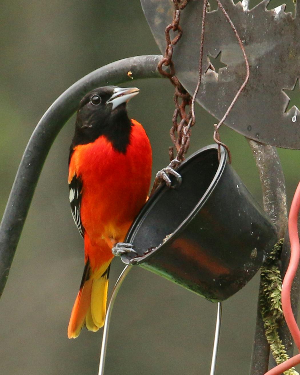 An unnaturally red oriole dines on grape jelly.