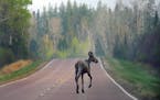 A 2007 photo of a moose. With summertime traffic increasing, the Cook County sheriff cautioned drivers along the Gunflint Trail to pay attention and s