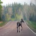 A 2007 photo of a moose. With summertime traffic increasing, the Cook County sheriff cautioned drivers along the Gunflint Trail to pay attention and s