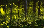 Minnesota is home to about 15 species of fireflies.