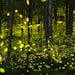 Minnesota is home to about 15 species of fireflies.