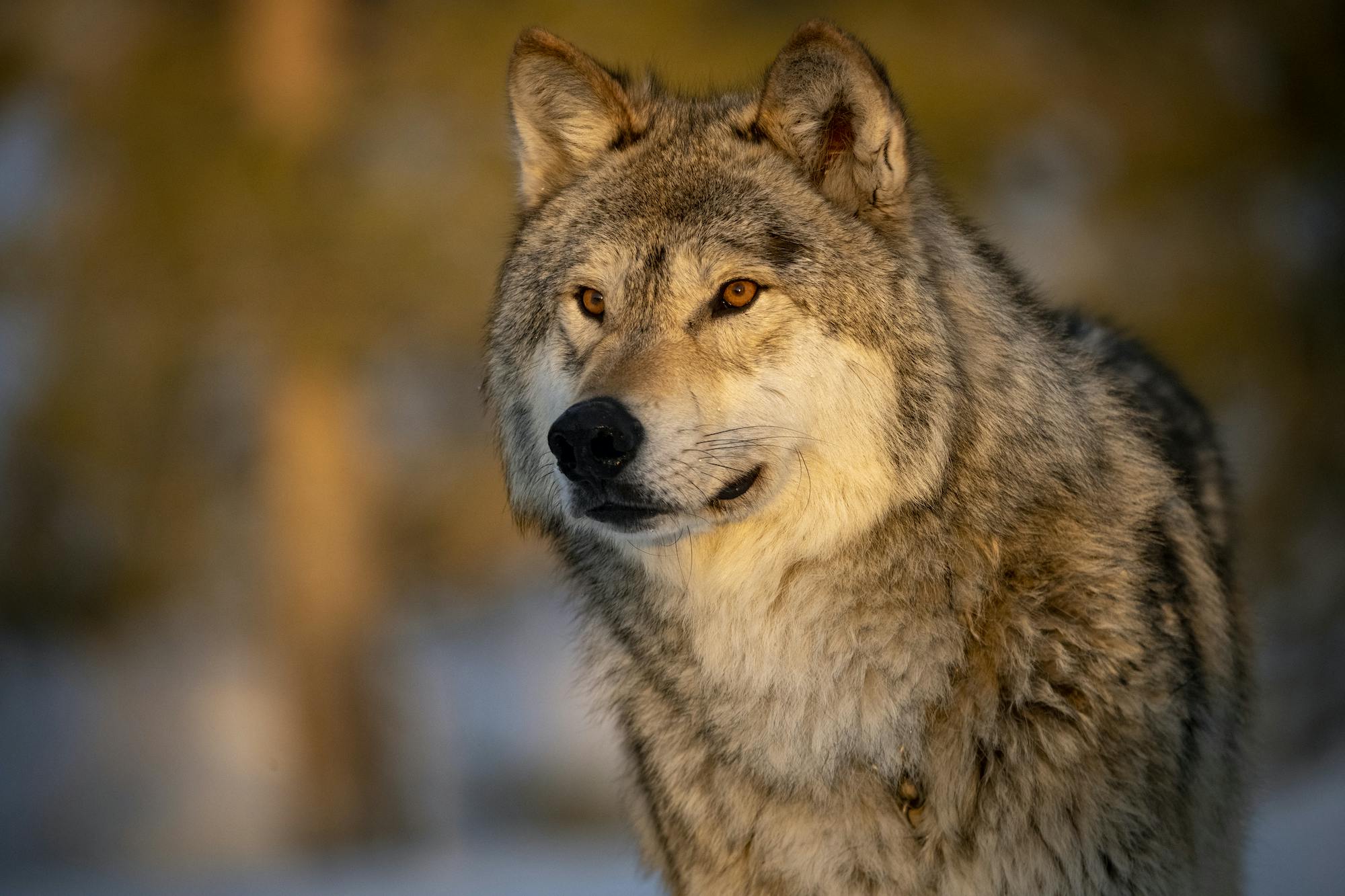 Minnesota's wolves to be featured in new Disney, National Geographic  documentary