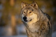 Minnesota’s gray wolves to be featured in new National Geographic and Disney+ documentary