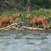 A pair of moose calves stood at the water’s edge as their mother foraged at dusk in The Boundary Waters Canoe Area Wilderness on Topaz Lake in Fall 