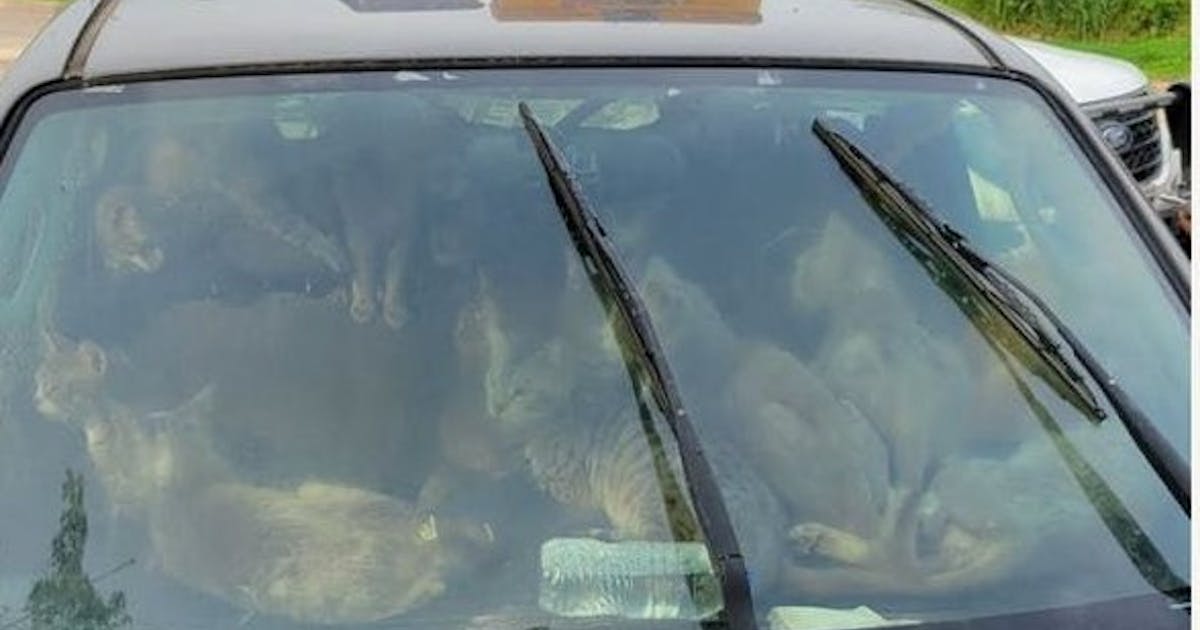 Brooks: 47 cats rescued from hot car will find new homes; maybe their human will someday too