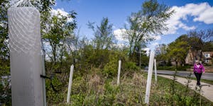 These trees were planted near Diamond Lake Road in south Minneapolis last summer. The tree varieties included white oak, black cherry, walnut, and 11 