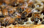 A Minnesota beekeeper must pay $370,000 after he took to Facebook and libeled a couple who sold him bees that later died.