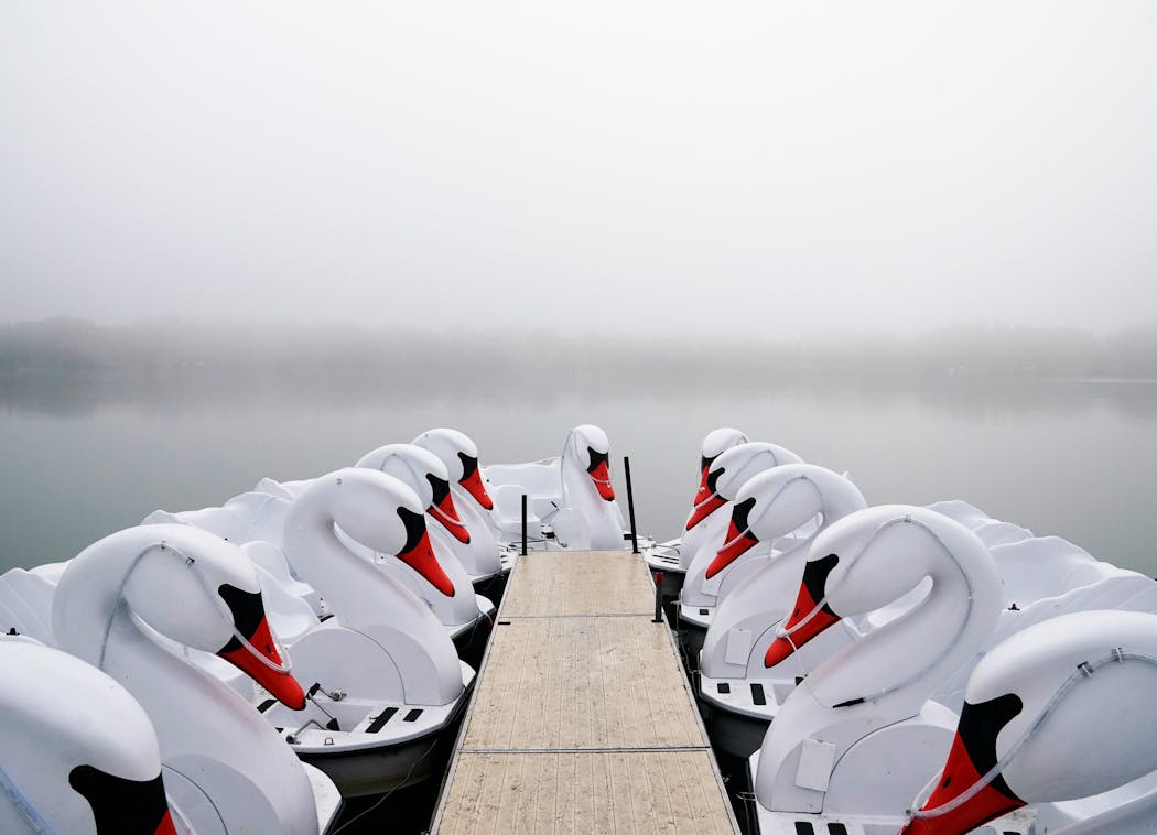 Paddle boats shaped like swans for rent on Lake Nokomis.