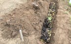 Trench composting, a centuries-old technique, is low-maintenance, effective, eliminates the need to turn piles of plant debris, requires minimal space