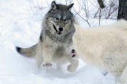 Rieka, an 8-month-old gray wolf bounded towards Axel, a 6-year-old arctic wolf, as they played in their snow-filled enclosure at the International Wol