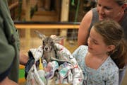 Evelyn Jeanetta, 8, and her mother Natalie meet Rudy, a baby kangaroo at Sustainable Safari in the Maplewood Mall.