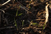 In a 2018 file photo, the cover crop of winter rye is beginning to emerge from the soil on Martin Larsen’s farm near Byron. 
