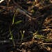 In a 2018 file photo, the cover crop of winter rye is beginning to emerge from the soil on Martin Larsen’s farm near Byron. 