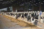 Holstein dairy cows feed on silage in a large free-stall farm barn. Once the aid money to the dariy industry starts to dry up, many producers will con
