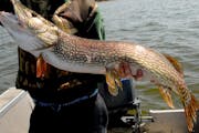 Monster northern pike aren't available in every Minnesota lake. But you can still find them. Upper Red Lake, Winnibigoshish, Cass and Lake of the Wood