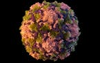 An illustration of a polio virus particle.