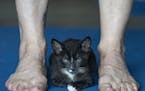 A kitten manages to stay calm during yoga at the Yoga Retreat Center in the presence of kittens from the Bitty Kitty Brigade, which is a no-kill anima