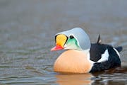 A king eider (Somateria spectabilis) photographed by Gary Kramer and included in his new book, “Waterfowl of the World.’’