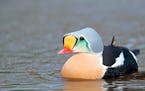 A king eider (Somateria spectabilis) photographed by Gary Kramer and included in his new book, “Waterfowl of the World.’’